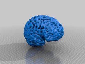 living brain other medical 3d print model - Mito3D