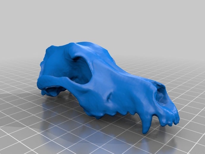 perro cráneo a los animales hueso miembros de la familia canidae canis lupus familiaris pastor 3D print model - Mito3D