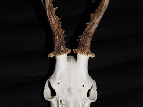 capreolus reloaded biology anatomy bone deer 3d print model - Mito3D