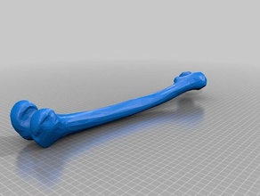 Rechtes Bein der langen Knochen Biologie 3d print model - Mito3D