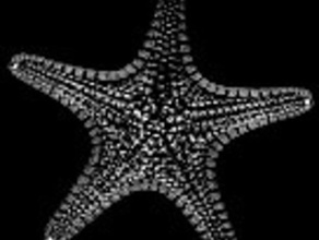estrela do mar patrick biologia 3d print model - Mito3D