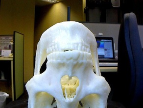 skull art human makerbotdigitizer scan 3d print model - Mito3D