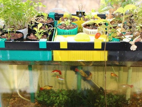 10 gallons système aquaponique plein air jardin l'aquarium du poisson la culture hydroponique plantes réservoir 3d print model - Mito3D