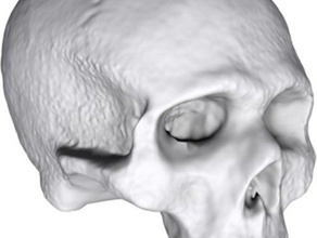 3d scan small skull scans replicas matterform sculpture 3d print model - Mito3D