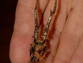 roe deer antler trophy scans replicas animal ct scan hunting mount skeleton skull 3d print model - Mito3D
