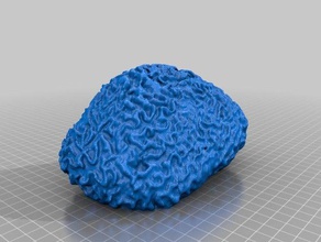 brain coral art makerbotdigitizer scan 3d print model - Mito3D