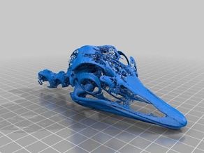 ostrich skull 3d printing 3d print model - Mito3D
