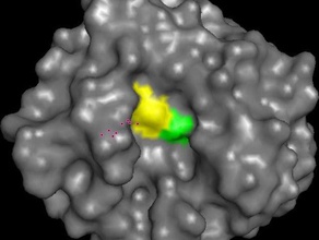 savinase protease-Enzym Biologie Biochemie die Katalyse protein 3d print model - Mito3D