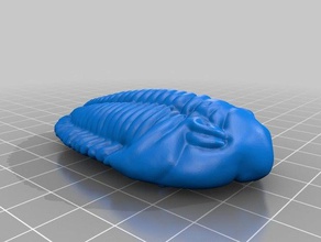 trilobite modelli 3d print model - Mito3D