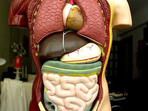 explore organs art makerbotdigitizer scan 3d print model - Mito3D