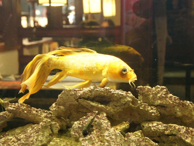 pesce animali domestici 3D print model - Mito3D