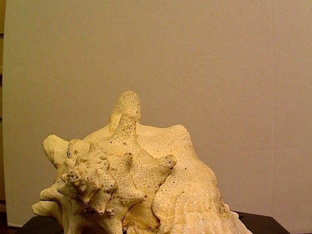 conch shell gastropod art makerbotdigitizer scan 3D print model - Mito3D