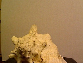 conch shell gastropod art makerbotdigitizer scan 3d print model - Mito3D