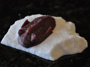 extrusora de dupla trilobite animais fósseis 3d print model - Mito3D