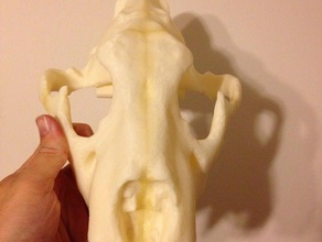 leão crânio animais traje 3d print model - Mito3D