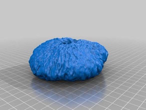corallo fungo scleractinia fungiidae di apprendimento makerbotdigitizer scansione 3d print model - Mito3D