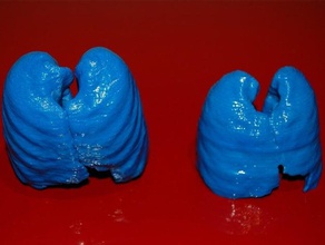 free-diver lungs other medical 3d print model - Mito3D