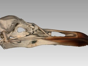 crânio europeia gaivota larus argentatus animais aves bico pássaro osso marinhas silbermwe 3d print model - Mito3D