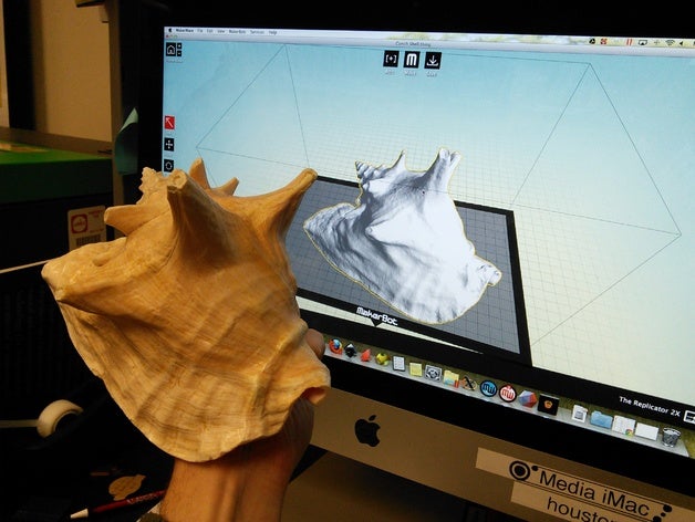 conch shell animals art biology digitizer gastropod mollusc multiscan sea 3D print model - Mito3D