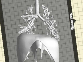 Lunge Menschen 3d print model - Mito3D