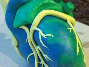 coração biologia 3d vaso sanguíneo órgão 3d print model - Mito3D