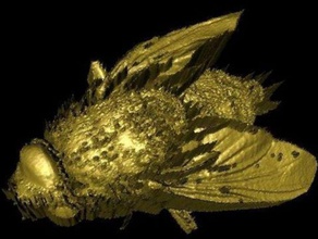 Okt Fliegen Tiere die Kohärenz Insekt laser optische Kohärenz-Tomographie 3d print model - Mito3D