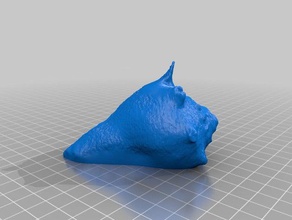 shell scansione art makerbotdigitizer 3d print model - Mito3D