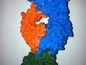 anticorps de l'antigène du complexe la biologie le lysozyme 3d print model - Mito3D