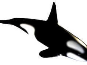 orque 3d les animaux 3d print model - Mito3D