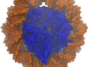 nükleozom çekirdek karmaşık biyoloji dna histon model molekül 3d print model - Mito3D