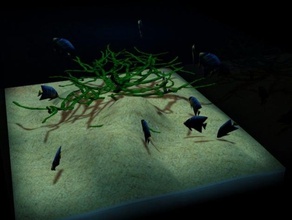 amigável aquário esculturas coral peixe oceano onsuchafullsea 3d print model - Mito3D