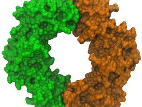 adn bacteriano de la abrazadera biología replicación del modelo proteína 3d print model - Mito3D
