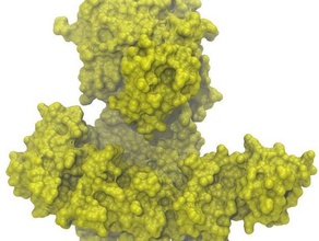 dna polimeraz biyoloji replikasyonu model protein 3d print model - Mito3D
