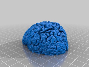 cervello apribottiglie mano strumenti 3d print model - Mito3D