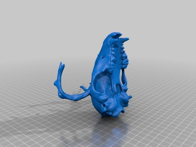 bald Waschbär Tiere 3D print model - Mito3D