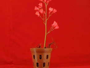 fleurs d'orchidée en pot plein air jardin 3d print model - Mito3D