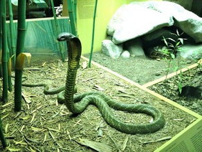 king cobra nid animaux la numérisation serpent 3d print model - Mito3D