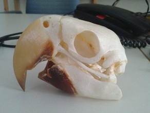 ara cranio animali amniota amniote arinae arini aves bird l'osso parrot psitaccidae 3d print model - Mito3D