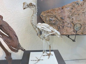 fossil bird during age mammals animals captured mugny 3d print model - Mito3D