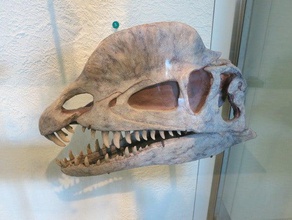 dilophosaurus wetherilli animais capturado mugny réptil crânio 3d print model - Mito3D