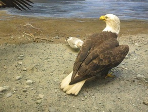 eagle a los animales águila calva capturado july4 mugny 3d print model - Mito3D