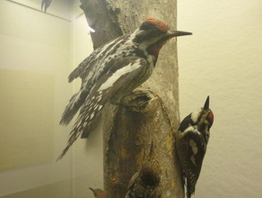 woodpecker animals captured mugny 3d print model - Mito3D