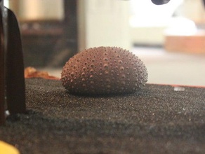 sea urchin durchsucht Replikate 123d catch 3d-scan erfasst chmug echinoderm das field museum fossil futuremuseum Geologie geoscience der Paläontologie anemone 3d print model - Mito3D