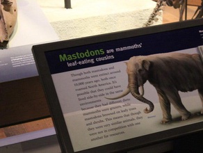 mastodonte de la base del cráneo exploraciones las réplicas 123dcatch capturado el museo field futuremuseum 3d print model - Mito3D