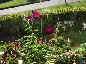 hanging vine string clip outdoor garden flowers gardening 3d print model - Mito3D