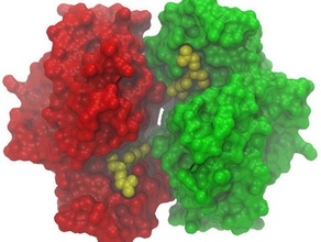 glutatyon transferaz p1-1 biyoloji detoksifikasyon model protein 3d print model - Mito3D