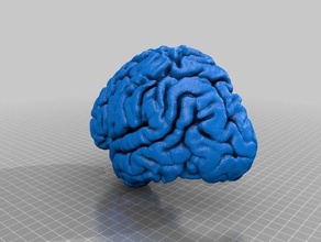 córtex cerebral humano animais cérebro freesurfer humanos mni atlas 3d print model - Mito3D