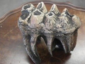 diente de mastodonte modelos 3d print model - Mito3D