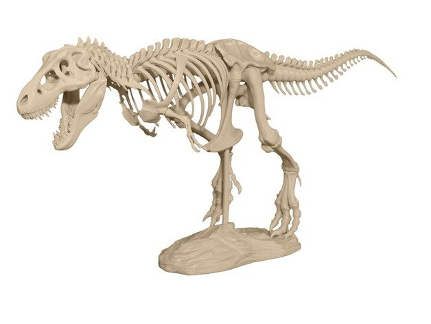 squelette de t-rex animaux dinosaure modèle à l'échelle 3D print model - Mito3D