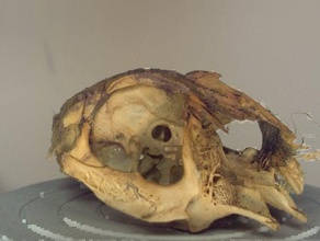rabbit skull animals bones dead head nature nextengine scan skell 3d print model - Mito3D